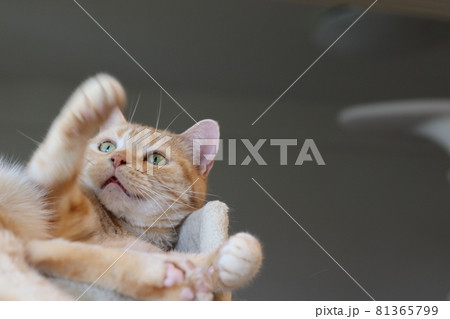 キャットタワーで手遊びする猫アメリカンショートヘアレッドタビー キャットタワーで手遊びする猫アメリカンショートヘアレッドタビー 81365799