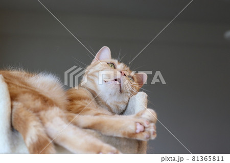 キャットタワー上でウイスカーパッドを膨らませて見上げる猫アメリカンショートヘアレッドタビー 81365811