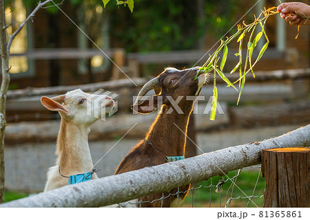 Portrait of a goat eating grass on a field 81365861