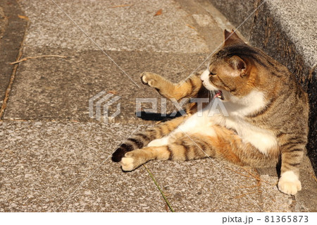 うぎゃぁ！驚いたキジ猫が足をあげて後ずさる 81365873