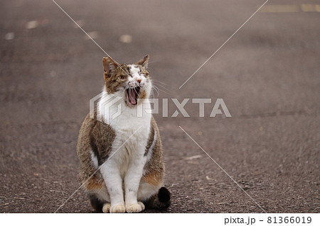 姿勢正しく大あくびを披露する猫 81366019