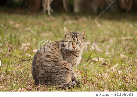 ニヒルな笑みで含み笑いするキジ猫 ニヒルな笑みで含み笑いするキジ猫 81366033