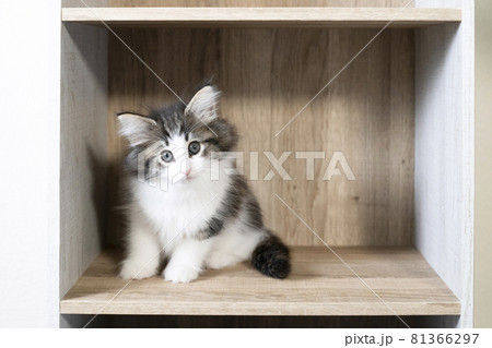 カラーボックスに入ったノルウェージャンフォレストキャットの子猫 81366297