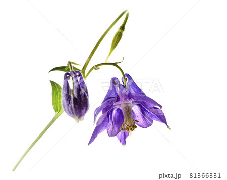 Aquilegia vulgaris in studio 81366331