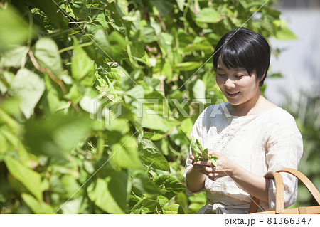 豆の収穫をする農家の女性 81366347