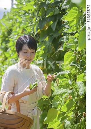 豆の収穫をする農家の女性 豆の収穫をする農家の女性 81366372