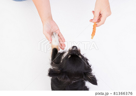 オテをしてササミ付きのガムをもらう黒いチワワ オテをしてササミ付きのガムをもらう黒いチワワ 81366376