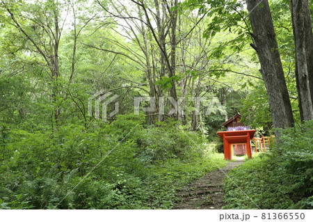 戸隠高原の森の中にひっそりと建つ、天命稲荷神社 戸隠高原の森の中にひっそりと建つ、天命稲荷神社 81366550