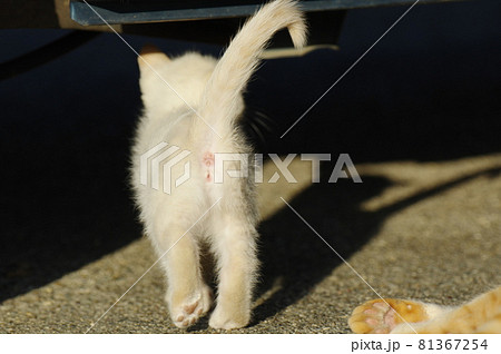 子猫の後ろ姿 子猫の後ろ姿 81367254