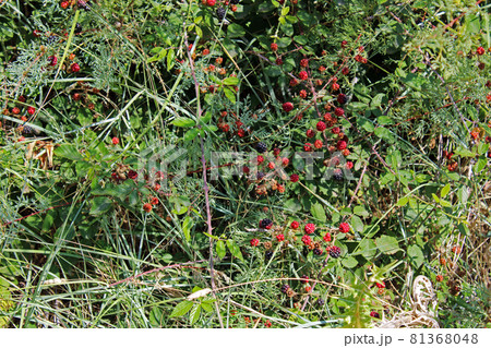 Baska, island Krk, phenomenal Zarok - sandy area, rare wild vegetation - blackberry, Adriatic coast, Croatia 81368048