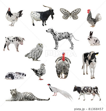 collage of animals with color similar to dalmatian dogs isolated on white background collage of animals with color similar to dalmatian dogs isolated on white background 81368457