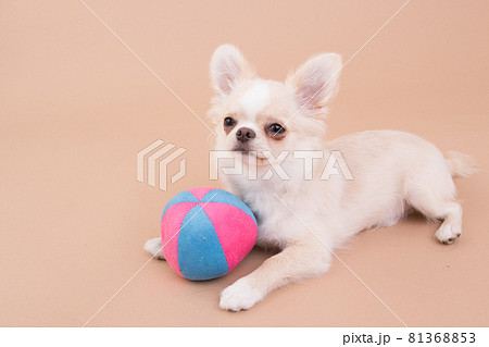 ボール遊びをするクリーム色のチワワの子犬 81368853