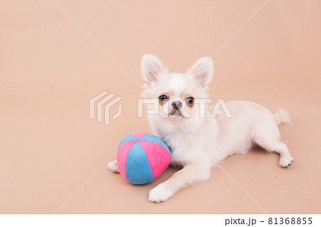 ボール遊びをするクリーム色のチワワの子犬 81368855