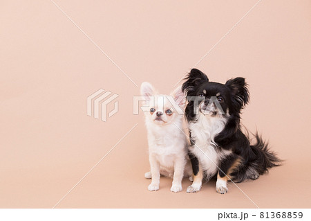 2頭仲良くお座りして飼い主の指示を待つチワワ 2頭仲良くお座りして飼い主の指示を待つチワワ 81368859