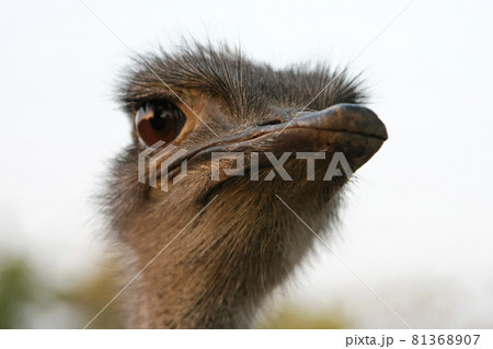Ostrich Ostrich 81368907