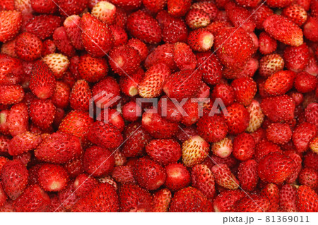 Strawberries wild Strawberries wild 81369011