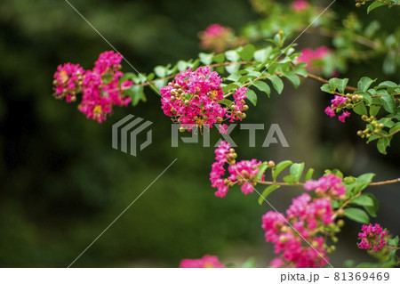 猛暑の季節　百日紅が咲き始めた 81369469