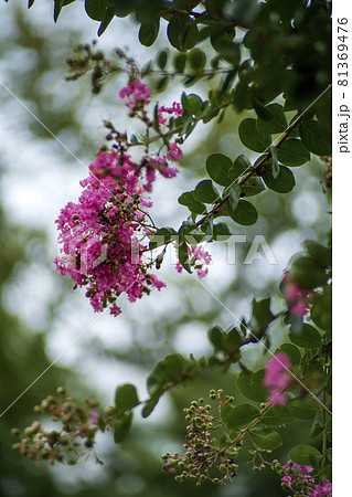 猛暑の季節　百日紅が咲き始めた 81369476