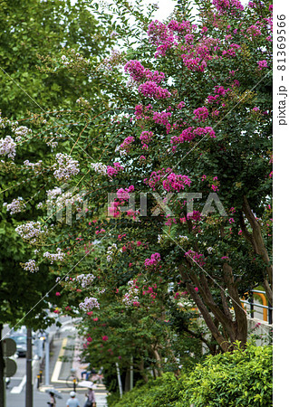 猛暑の夏　百日紅の花が咲き始めた 81369566