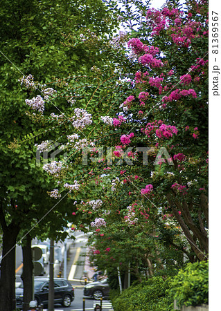 猛暑の夏　百日紅の花が咲き始めた 81369567