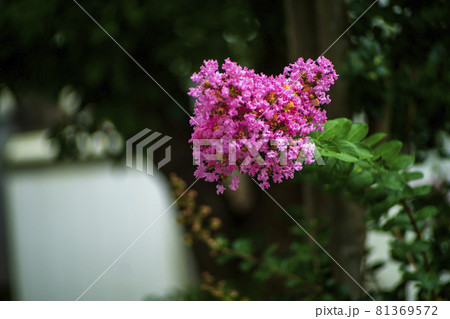 猛暑の夏 百日紅の花が咲き始めた 猛暑の夏 百日紅の花が咲き始めた 81369572