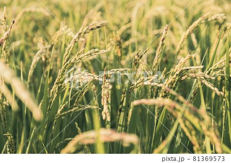 【農業】稲の穂が実っている風景 米 【農業】稲の穂が実っている風景 米 81369573