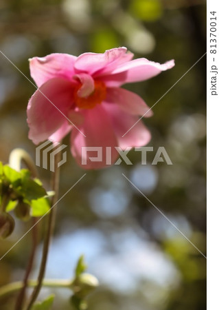 シュウメイギク 81370014