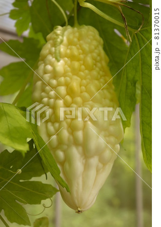 白レイジ 白レイジ 81370015