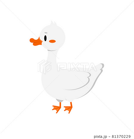 Goose cute domestic duck animal isolated on white background. 81370229
