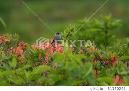 ウグイスとレンゲツツジ 81370291