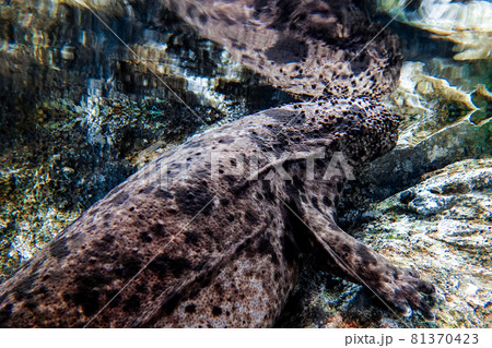 国の天然記念物 オオサンショウウオ(大山椒魚) 国の天然記念物 オオサンショウウオ(大山椒魚) 81370423