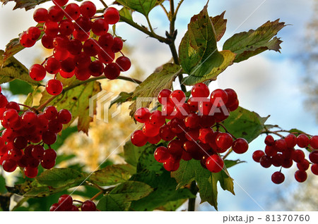 Ripe red berries of viburnum on the background of autumn yellow birch leaves. Still green foliage of the viburnum Bush. Clear sunny day. 81370760