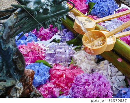 【京都府】藤森神社 紫陽花の花手水 81370887