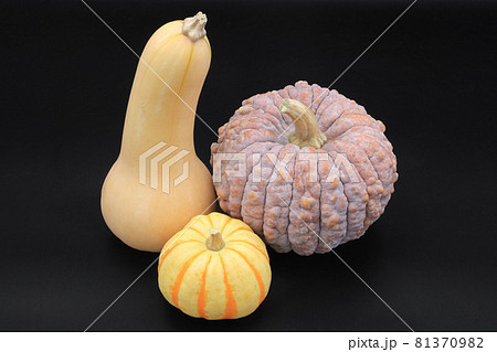 カボチャの集合(バターナッツ、菊かぼちゃ、プッチーニ) カボチャの集合(バターナッツ、菊かぼちゃ、プッチーニ) 81370982