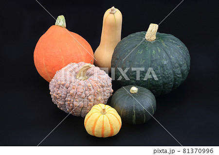 カボチャの集合（バターナッツ、菊かぼちゃ、プッチーニ、黒皮栗カボチャ、コリンキー、鈴かぼちゃ） 81370996