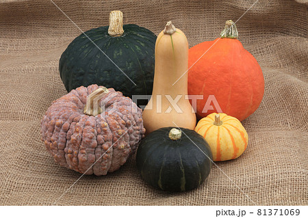 カボチャの集合（バターナッツ、菊かぼちゃ、プッチーニ、黒皮栗カボチャ、コリンキー、鈴かぼちゃ） 81371069