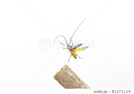 キボシカミキリの飛翔 白背景 81371119