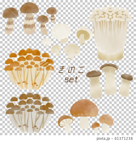 Watercolor style mushroom set 81371238