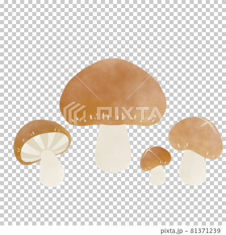 Watercolor style shiitake illustration Watercolor style shiitake illustration 81371239