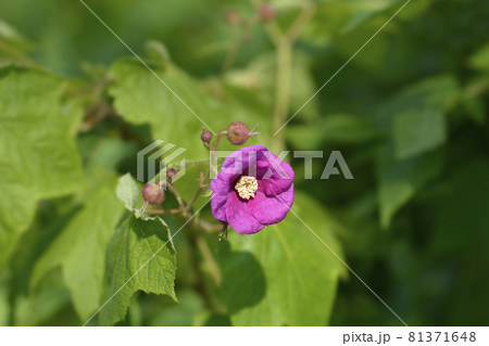 Flowering raspberry 81371648