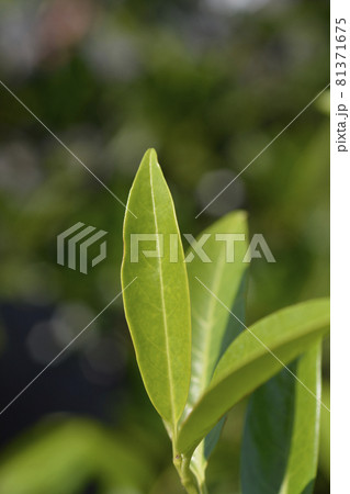 Laurel cherry Schipkaensis Laurel cherry Schipkaensis 81371675