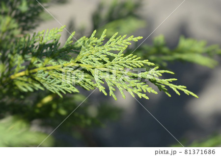 Leyland cypress 81371686