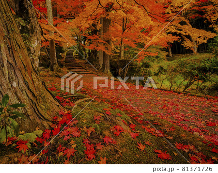 【京都】龍穏寺の紅葉 【京都】龍穏寺の紅葉 81371726