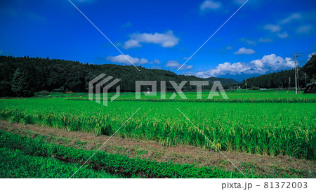 田んぼの世界 81372003
