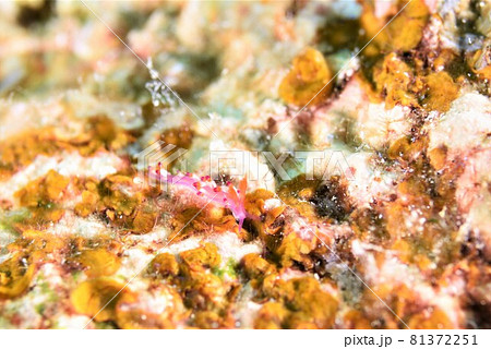 石垣島のツマベニミノウミウシ その⑧ 石垣島のツマベニミノウミウシ その⑧ 81372251