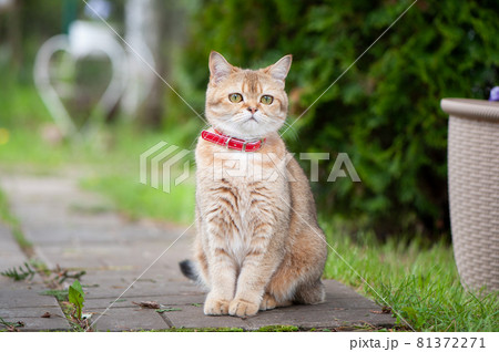 British female cat of golden chinchilla color sitting  on a street walkway 81372271