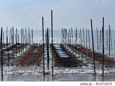 海苔の養殖 81372624