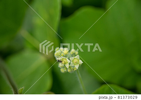 スズメウリの白い花 スズメウリの白い花 81373029