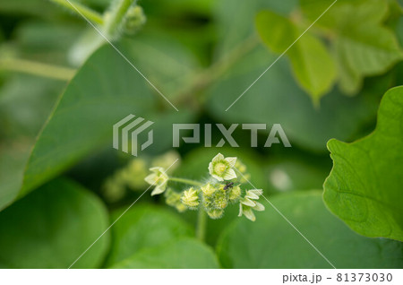 スズメウリの白い花 スズメウリの白い花 81373030