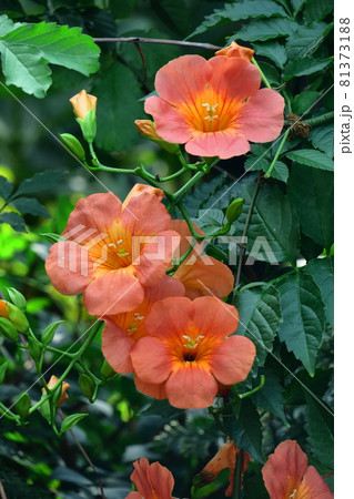 森の木に垂れ下がる 81373188